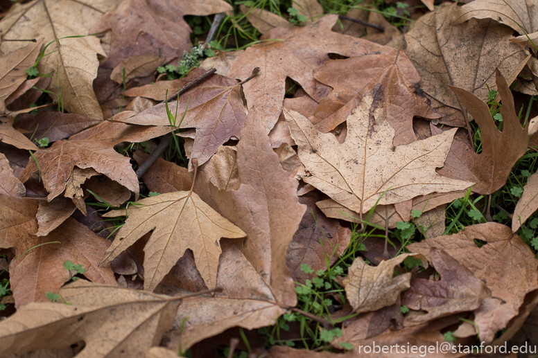 alum rock state park